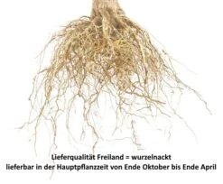 Süßkirsche `Tamara´ Prunus Avium -Obstbäume Verkäufe S sskirsche Beispiel wurzelnacktGptTOuuJ7THwm