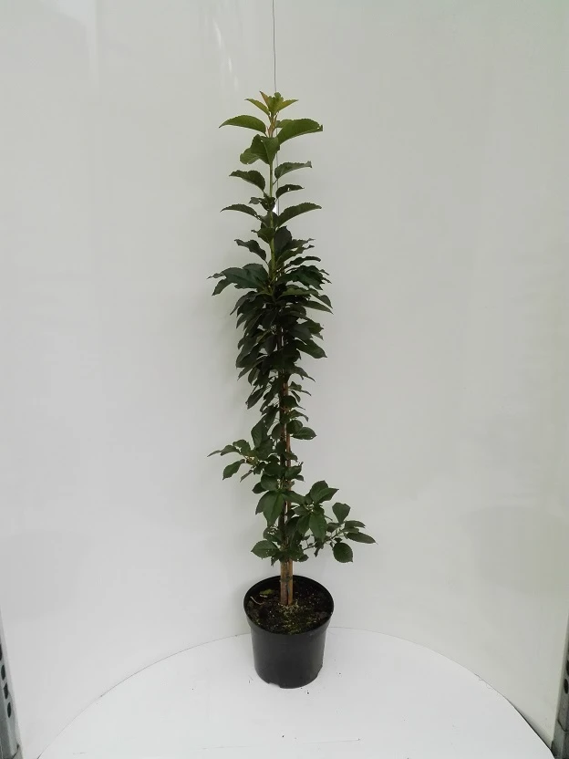 Säulensauerkirsche `Jachim´ Prunus Cerasus `Jachim´ 4 Säulensauerkirsche `Jachim´ Prunus Cerasus `Jachim´ – Bild 4