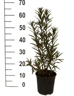 Featured Products -Obstbäume Verkäufe Sanddorn Titty