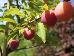 Santa Rosa Japanische Pflaume Prunus Salicina `Santa Rosa´ -Obstbäume Verkäufe Santa Rosa Frucht im Juli