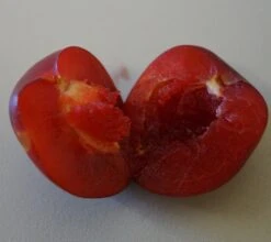 Santa Rosa Japanische Pflaume Prunus Salicina `Santa Rosa´ -Obstbäume Verkäufe Santa rosa fruchtfleisch