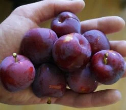 Santa Rosa Japanische Pflaume Prunus Salicina `Santa Rosa´ -Obstbäume Verkäufe Santa rosa45