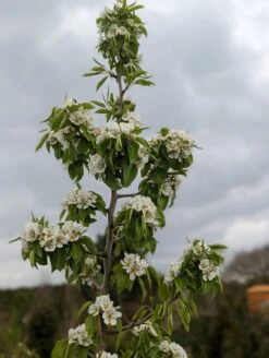 Säulenbirne `Saphira´ 150-175cm (zweijährig) Pyrus Communis `Saphira´ -Obstbäume Verkäufe Saphira Bl te2