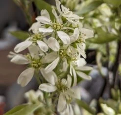 Featured Products -Obstbäume Verkäufe Saskatoon BerryNOyShINkSeAar