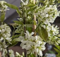 Saskatoon Berry Amelanchier Alnifolia `Saskatoon Berry´ -Obstbäume Verkäufe Saskatoon berry Bl te