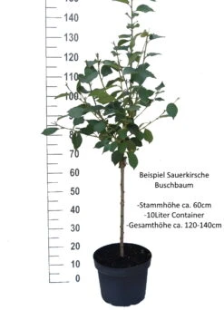 Morina ® Prunus Cerasus `Morina´ -Obstbäume Verkäufe Sauerkirsche Beispiel BuschbaumYjNYLonsi0Lhl
