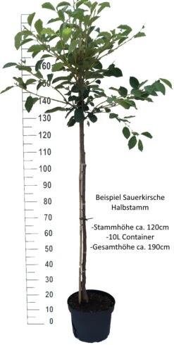 Morina ® Prunus Cerasus `Morina´ -Obstbäume Verkäufe Sauerkirsche Beispiel HalbstammZsvXTaWPnPxVI