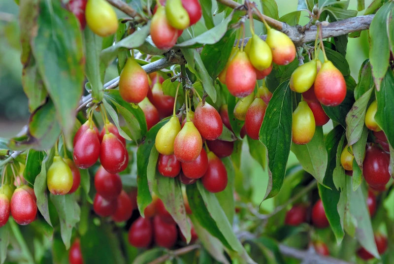 Großfrüchtige Kornelkirsche `Schönbrunner Gourmet Dirndl´ Cornus Mas `Schönbrunner Gourmetdirndl´ 2 Großfrüchtige Kornelkirsche `Schönbrunner Gourmet Dirndl´ Cornus Mas `Schönbrunner Gourmetdirndl´ – Bild 2