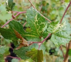 Porzellanbeere / Scheinrebe `Elegans´ Ampelopsis Brevipedunculata `Elegans´ -Obstbäume Verkäufe Scheinrebe Amelopsis