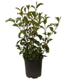 Duftender Winterschneeball `Dawn´ Viburnum Bodnantense `Dawn´ -Obstbäume Verkäufe Schneeball Dawn weiss