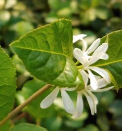 Schneeflockenstrauch Chionanthus Retusus -Obstbäume Verkäufe Schneeflockenstrauch1