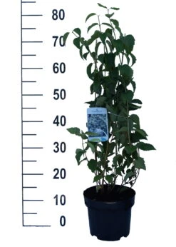 Bauern-Jasmin `Schneesturm´ Philadelphus Coronarius `Schneesturm´ 5 Bauern-Jasmin `Schneesturm´ Philadelphus Coronarius `Schneesturm´ -Obstbäume Verkäufe Schneesturm