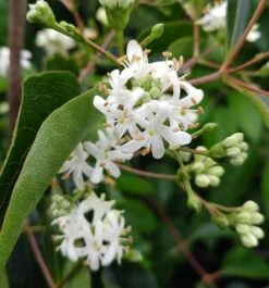 Sieben-Söhne-des-Himmels-Strauch Heptacodium Miconioides 15 Sieben-Söhne-des-Himmels-Strauch Heptacodium Miconioides -Obstbäume Verkäufe Sieben S hne des Himmels