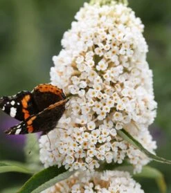 Schmetterlingsflieder Butterfly Candy® (versch. Farben) Buddleja Davidii -Obstbäume Verkäufe Sommerflieder weiss1