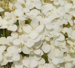 Garten-Hortensie `Incrediball®´ Hydrangea Arborescens -Obstbäume Verkäufe Strong anabelle