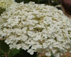 Garten-Hortensie `Incrediball®´ Hydrangea Arborescens -Obstbäume Verkäufe Strong anabelle1