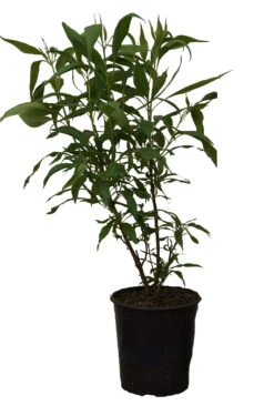 Sommerglocke / Baumoleander `Summer Bells´ Chitalpa Tashkentensis `Summer Bells´ -Obstbäume Verkäufe Summer bells