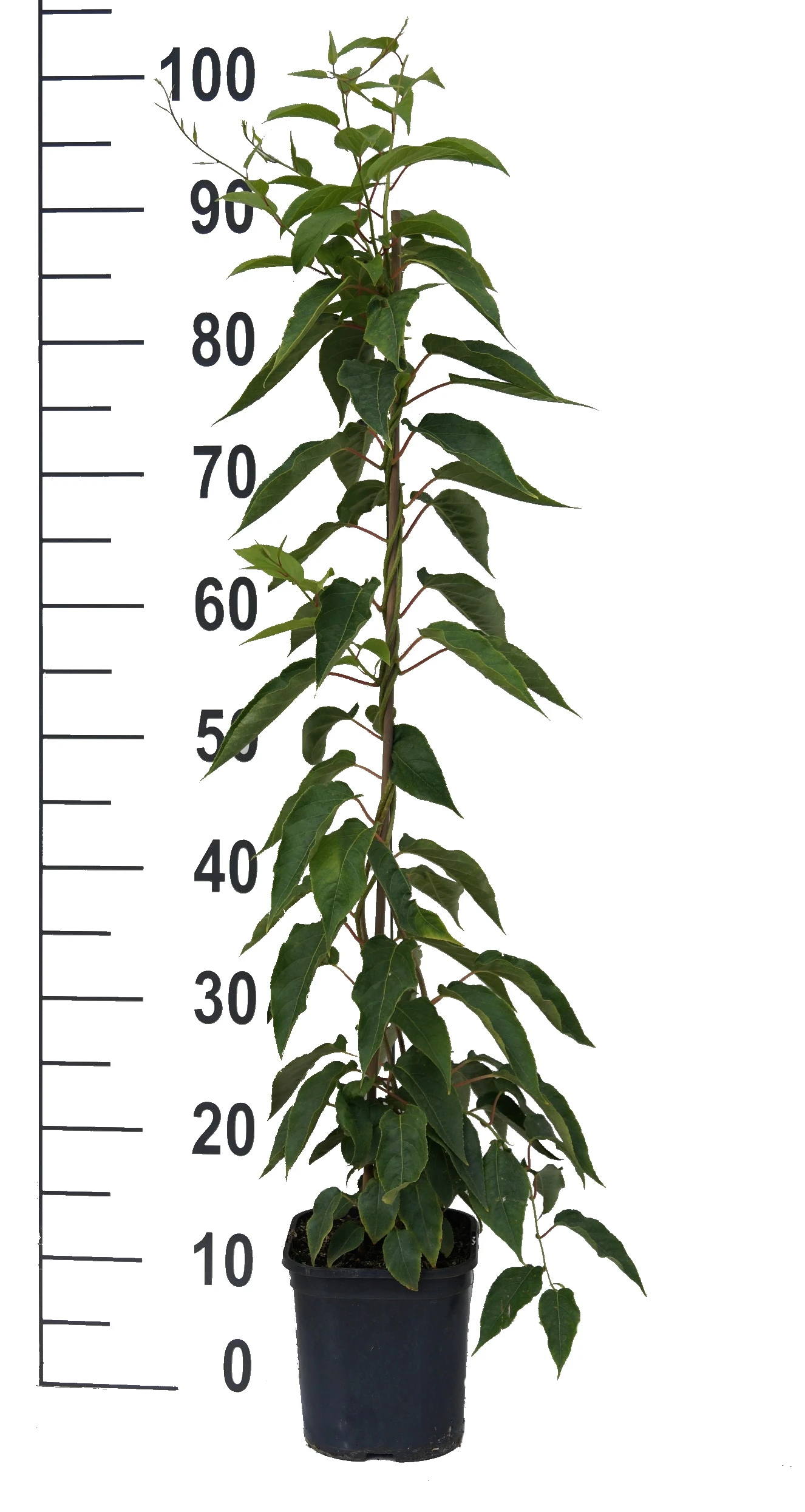 Großrüchtige Bayern-Kiwi `Super Jumbo´ Actinidia Arguta `Super Jumbo´ 2 Großrüchtige Bayern-Kiwi `Super Jumbo´ Actinidia Arguta `Super Jumbo´ – Bild 2