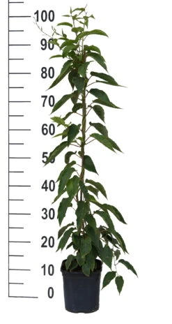 Bayernkiwi 3er-Set Mit Großfrüchtigen Sorten Actinidia Arguta -Obstbäume Verkäufe Super Jumbo weissFvoRaFC425vl0