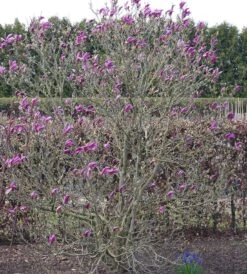 Purpur-Magnolie `Susan´ Magnolia Liliiflora `Susan´ 6 Purpur-Magnolie `Susan´ Magnolia Liliiflora `Susan´ -Obstbäume Verkäufe Susan Bl tezeit