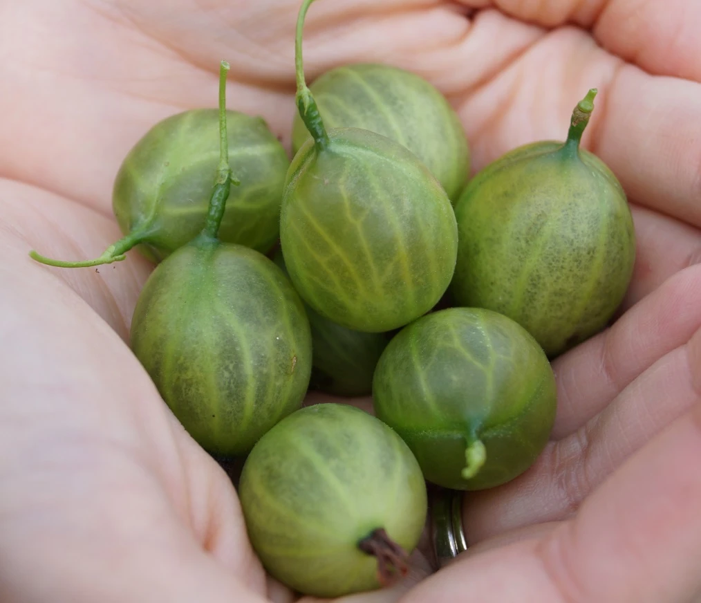 Tatjana, Grün, Fast Stachellos Ribes Uva-crispa `Tatjana´ 1 Tatjana, Grün, Fast Stachellos Ribes Uva-crispa `Tatjana´