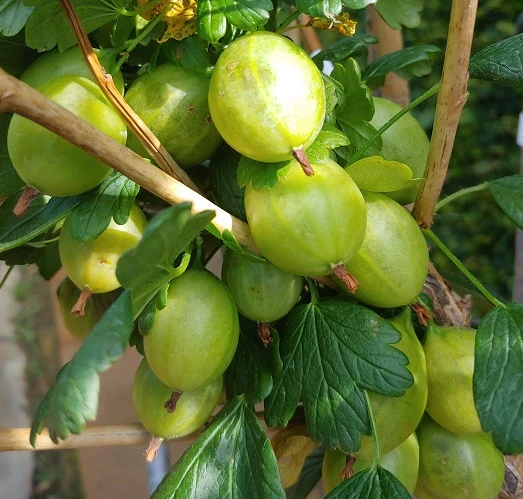 Tatjana, Grün, Fast Stachellos Ribes Uva-crispa `Tatjana´ 2 Tatjana, Grün, Fast Stachellos Ribes Uva-crispa `Tatjana´ – Bild 2