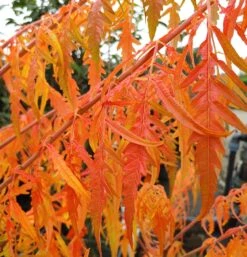 Essigbaum `Tiger Eyes´ Rhus Typhina `Tiger Eyes´ -Obstbäume Verkäufe Tiger Eyes Rhus