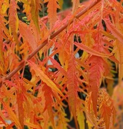 Essigbaum `Tiger Eyes´ Rhus Typhina `Tiger Eyes´ -Obstbäume Verkäufe Tiger Eyes Rhus1