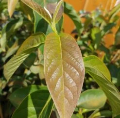 Schwarzer Tupelobaum Nyssa Sylvatica 8 Schwarzer Tupelobaum Nyssa Sylvatica -Obstbäume Verkäufe Tupelobaum Blatt