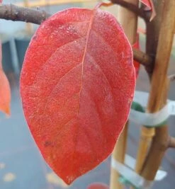 Schwarzer Tupelobaum Nyssa Sylvatica 10 Schwarzer Tupelobaum Nyssa Sylvatica -Obstbäume Verkäufe Tupelobaum herbstf rbung 1