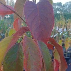 Schwarzer Tupelobaum Nyssa Sylvatica 9 Schwarzer Tupelobaum Nyssa Sylvatica -Obstbäume Verkäufe Tupelobaum herbstf rbung