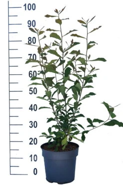Schwarzer Tupelobaum Nyssa Sylvatica 11 Schwarzer Tupelobaum Nyssa Sylvatica -Obstbäume Verkäufe Tupelobaum weiss