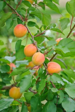 Ungarische Beste Prunus Armeniaca `Ungarische Beste´ 7 Ungarische Beste Prunus Armeniaca `Ungarische Beste´ -Obstbäume Verkäufe Ungarische
