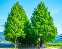 Urwelt-Mammutbaum Metasequoia Glyptostroboides