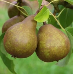 Uta Pyrus Communis `Uta´ -Obstbäume Verkäufe Uta