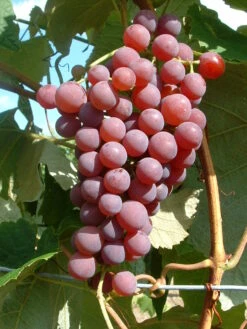 Obstbäume Verkäufe 19 Obstbäume Verkäufe -Obstbäume Verkäufe Vanessa