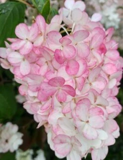 Rispenhortensie `Vanille-Fraise´ Hydrangea Paniculata `Vanille Fraise´ 10 Rispenhortensie `Vanille-Fraise´ Hydrangea Paniculata `Vanille Fraise´ -Obstbäume Verkäufe Vanille Fraise 2017