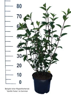 Rispenhortensie `Vanille-Fraise´ Hydrangea Paniculata `Vanille Fraise´ 14 Rispenhortensie `Vanille-Fraise´ Hydrangea Paniculata `Vanille Fraise´ -Obstbäume Verkäufe Vanille Fraise weiss