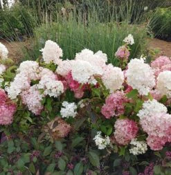 Rispenhortensie `Vanille-Fraise´ Hydrangea Paniculata `Vanille Fraise´ 15 Rispenhortensie `Vanille-Fraise´ Hydrangea Paniculata `Vanille Fraise´ -Obstbäume Verkäufe Vanille Fraise22
