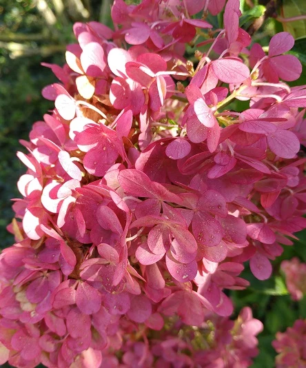 Rispenhortensie `Vanille-Fraise´ Hydrangea Paniculata `Vanille Fraise´ 6 Rispenhortensie `Vanille-Fraise´ Hydrangea Paniculata `Vanille Fraise´ – Bild 6