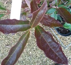 Amerikanischer Schneeball `Brandywine´ Viburnum Nudum `Brandywine´ 12 Amerikanischer Schneeball `Brandywine´ Viburnum Nudum `Brandywine´ -Obstbäume Verkäufe Viburnum Brandywine Herbstf rbung