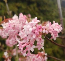 Duftender Winterschneeball `Dawn´ Viburnum Bodnantense `Dawn´ -Obstbäume Verkäufe Viburnum Dawn