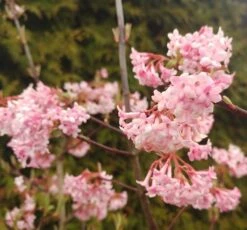 Duftender Winterschneeball `Dawn´ Viburnum Bodnantense `Dawn´ -Obstbäume Verkäufe Viburnum Dawn2