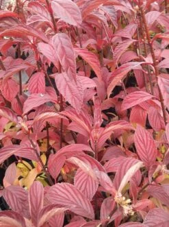 Duftender Winterschneeball `Dawn´ Viburnum Bodnantense `Dawn´ -Obstbäume Verkäufe Viburnum bodnantense dawn herbstf rbung