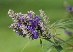 Zwerg-Mönchspfeffer `Blue Puffball´ ® Vitex Agnus-castus -Obstbäume Verkäufe Vitex BluePuffball 7