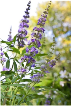 Mönchspfeffer Vitex Agnus Castus -Obstbäume Verkäufe Vitex M nchspfeffer