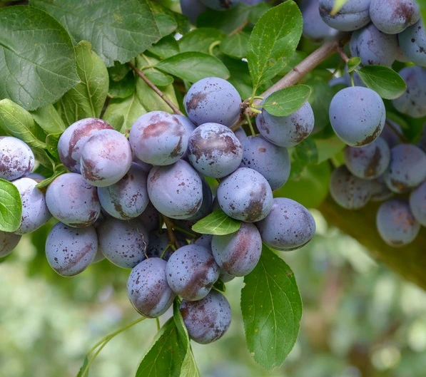 Wangenheims Frühzwetsche Prunus Domestica `Wangenheim´s Frühzwetsche´ 1 Wangenheims Frühzwetsche Prunus Domestica `Wangenheim´s Frühzwetsche´