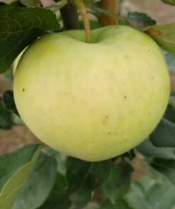 Weißer Klarapfel Malus Domestica -Obstbäume Verkäufe Weisser Klarapfel 1