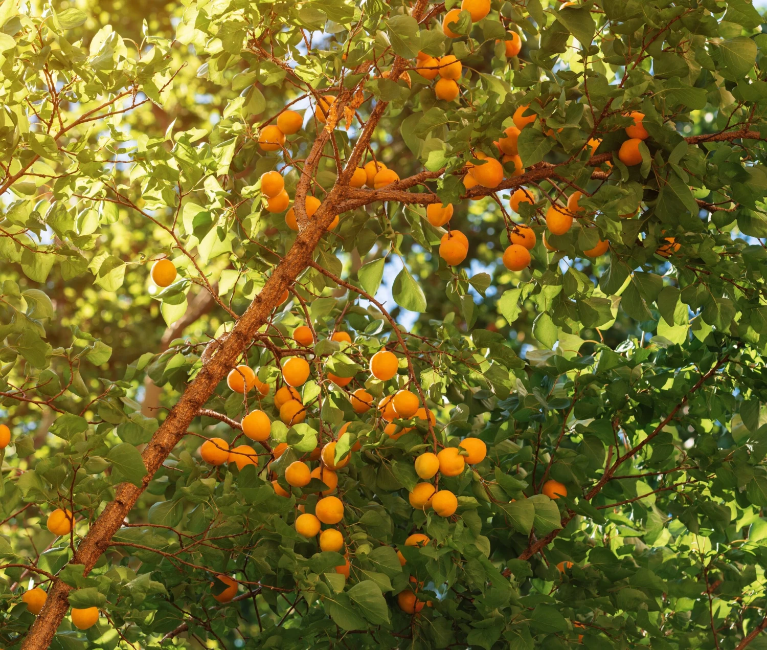 Wildaprikose Prunus Armeniaca 1 Wildaprikose Prunus Armeniaca