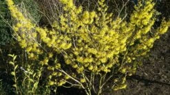 Zaubernuss `Arnold Promise´ Hamamelis X Intermedia `Arnold Promise´ -Obstbäume Verkäufe Zaubernuss